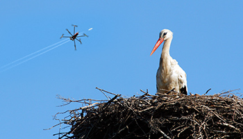 Cigogne Drone Alsace